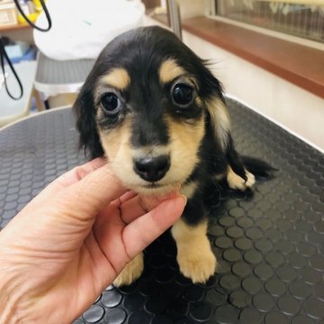 ミニチュアダックスフンド(ロング)【茨城県・男の子・2020年1月15日・ブラックイエロー】の写真「PRAは発症しません。」