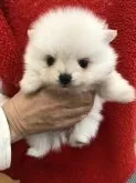 ポメラニアン【茨城県・男の子・2018年11月23日・ホワイト】の写真1「1/6     450グラム」