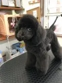 タイニープードル【茨城県・男の子・2018年5月22日・ブラック】の写真3