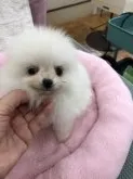 ポメラニアン【茨城県・男の子・2018年11月23日・ホワイト】の写真4「1/12」