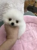 ポメラニアン【茨城県・男の子・2018年11月23日・ホワイト】の写真5