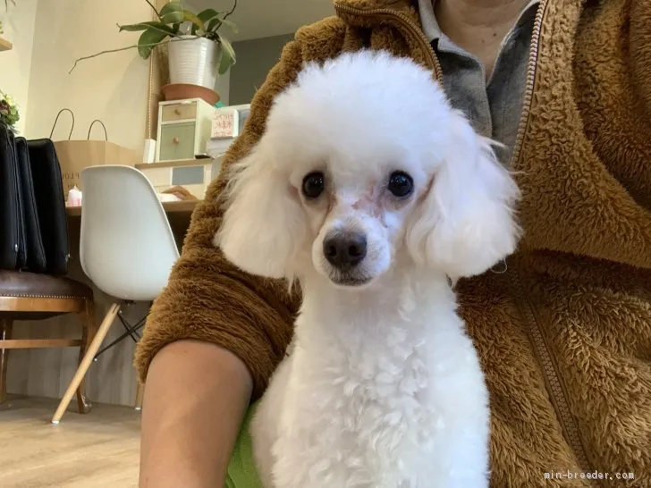 ID:1910-00146の子犬