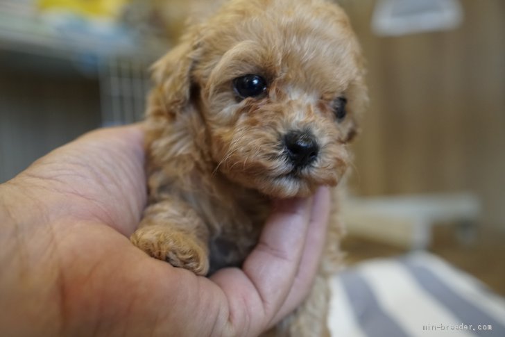 タイニープードル 女の子 アプリコット 19 07 14生まれ 滋賀県 子犬id 1908 ヨチヨチ歩く姿が可愛すぎるトイプードル の女の子 みんなのブリーダー