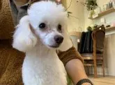 タイニープードル【滋賀県・男の子・2019年2月24日・ホワイト】の写真2「目がクリクリでかわいいです！！」