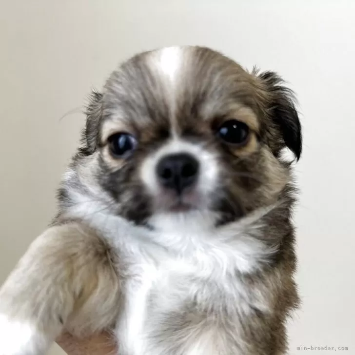 ID：2504-03561の子犬