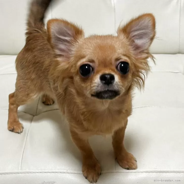 ID:2412-03224の子犬