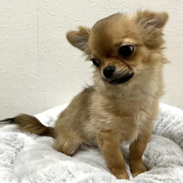 T.K 様のお迎えした子犬