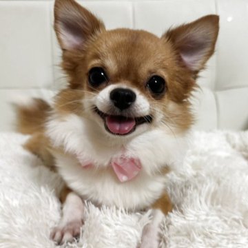 チワワ(ロング)【福岡県・女の子・2024年6月2日・レッド&ホワイト】の写真「女の子らしいとっても可愛い女の子です♡」