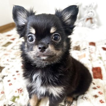 チワワ(ロング)【福岡県・男の子・2025年2月9日・ブラックタン】の写真「動画更新しました！可愛くって甘えん坊の男の子♡」