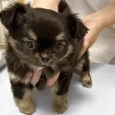 チワワ(ロング)
