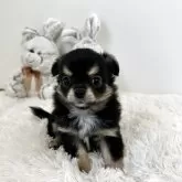 チワワ(ロング)
