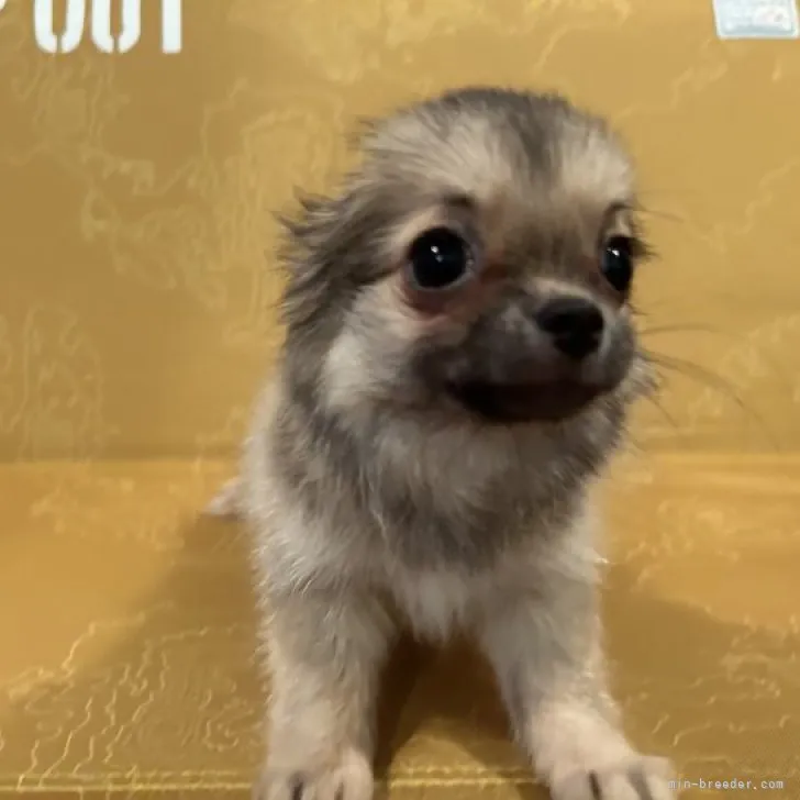ID：2307-03807の子犬