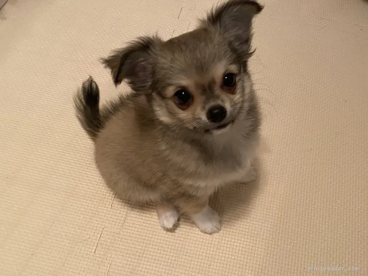 ID：2001-01507の子犬