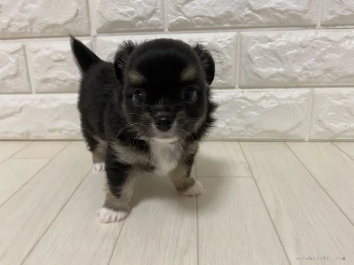 ID：2006-02312の子犬