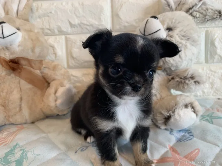 ID：1904-03064の子犬