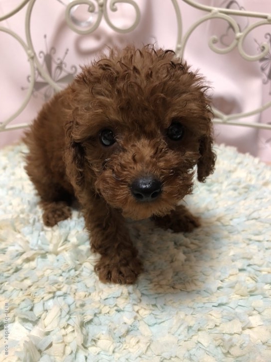 ID:1806-02691の子犬