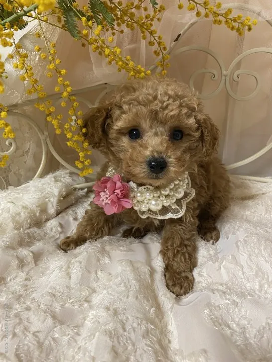 ID：2203-02018の子犬