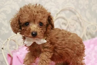 ID：1508-00540の子犬