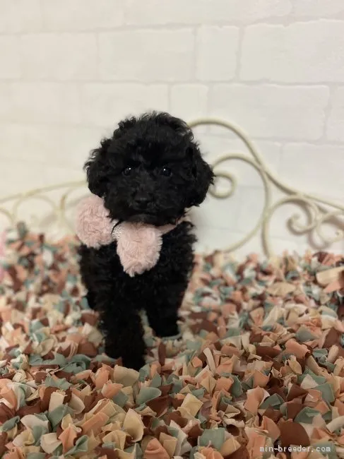 ともみ 様のお迎えした子犬