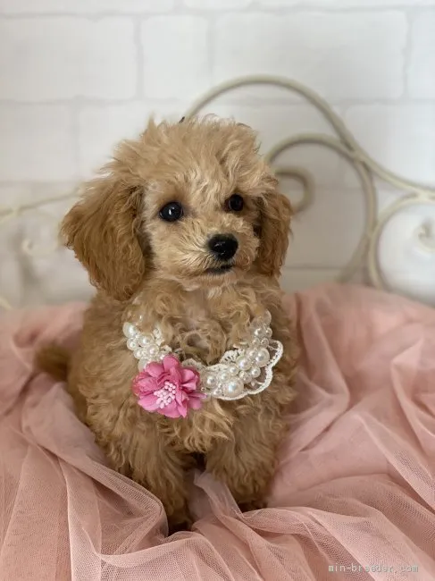 ID：1910-01137の子犬