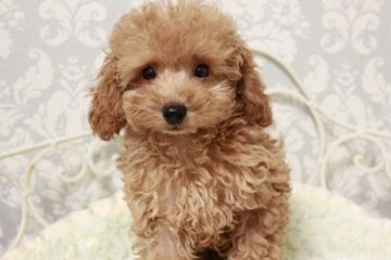 トイプードル(トイ)【東京都・男の子・2015年6月26日・アプリコット(クリームに近い)】の写真「9/6までにお迎えできる方、特別価格です☆」