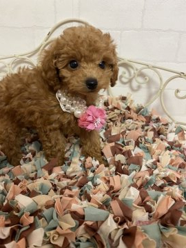 トイプードル(タイニー)【東京都・男の子・2020年3月4日・レッド(明るめ)】の写真「レッドの弟くん⭐︎」