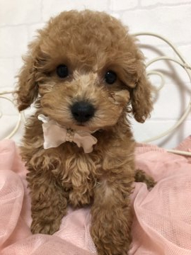 トイプードル(タイニー)【東京都・男の子・2019年3月25日・アプリコット】の写真「可愛い次男くん♪」