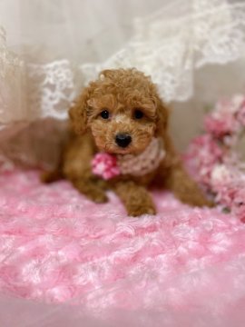 トイプードル(トイ)【東京都・男の子・2021年2月27日・アプリコット】の写真「おっとり坊や⭐︎」