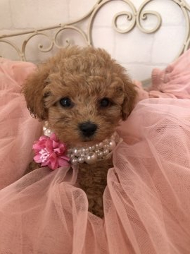 トイプードル(タイニー)【東京都・男の子・2019年8月18日・アプリコット】の写真「可愛い坊や♪♪」