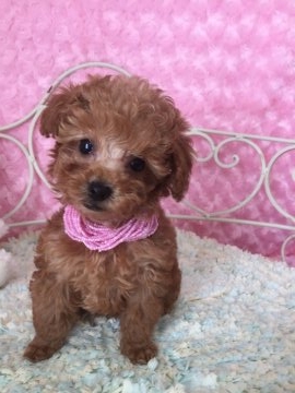 トイプードル(タイニー)【東京都・女の子・2017年11月23日・レッド】の写真「元気な女の子♪」