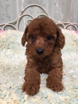 トイプードル(トイ)【東京都・男の子・2017年6月11日・レッド】の写真「レッドのお兄ちゃん」