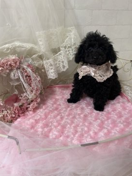 トイプードル(トイ)【東京都・男の子・2021年2月22日・ブラック】の写真「おっとりお兄ちゃん」