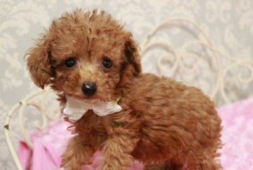 トイプードル(ティーカップ)【東京都・女の子・2015年6月13日・アプリコット】の写真「たれ目のおちびちゃん☆」