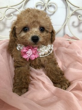 トイプードル(タイニー)【東京都・女の子・2019年4月7日・アプリコット】の写真「小さなお姫様♪」