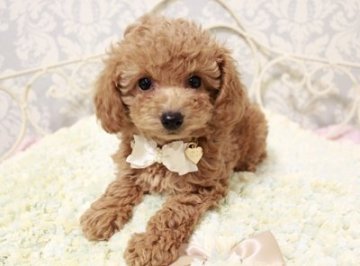 トイプードル(トイ)【東京都・女の子・2015年9月19日・アプリコット】の写真「ミルクティーのような毛色☆」