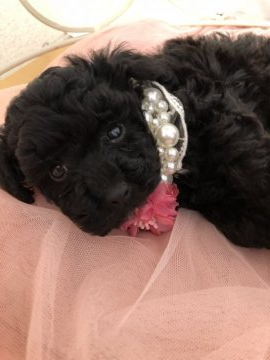 トイプードル(タイニー)【東京都・男の子・2019年3月15日・ブラック】の写真「真っ黒な弟くん♪」