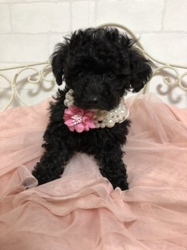 トイプードル(タイニー)【東京都・女の子・2019年3月15日・ブラック】の写真「アゴが個性的♪」