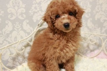 トイプードル(トイ)【東京都・男の子・2015年9月19日・アプリコット】の写真「元気いっぱいの坊や☆」