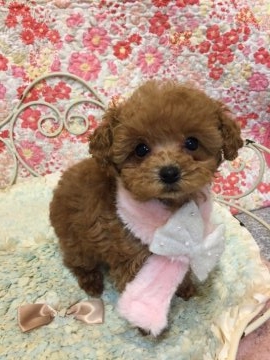 トイプードル(タイニー)【東京都・女の子・2016年12月11日・アプリコット】の写真「可愛い三姉妹・次女ちゃん」