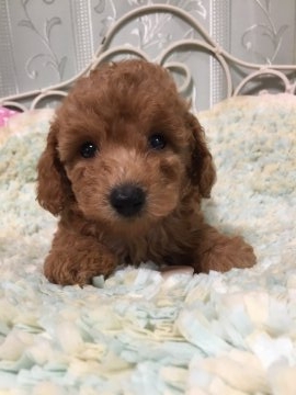 トイプードル(トイ)【東京都・女の子・2017年6月11日・アプリコット】の写真「優しいカラーの女の子」