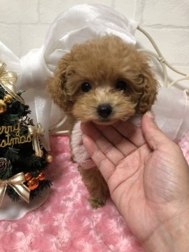 トイプードル(タイニー)【東京都・女の子・2018年9月28日・アプリコット】の写真「可愛いお姉ちゃん♪」