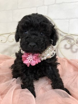 トイプードル(タイニー)【東京都・男の子・2019年3月15日・ブラック】の写真「真っ黒なお兄ちゃん」