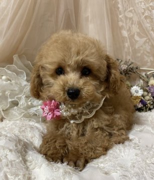 トイプードル(タイニー)【東京都・男の子・2022年1月27日・アプリコット】の写真「遺伝子検査済み☆すぐにお迎えできます♪」