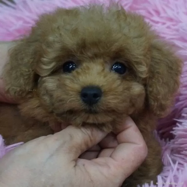 ID：2507-06285の子犬