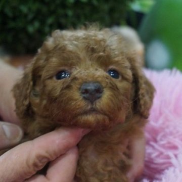 ミックス(トイプードル×ミックス)【京都府・女の子・2025年10月7日・レッド】の写真「可愛いチワプーー女の子」