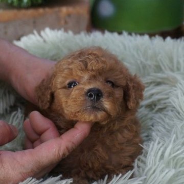 トイプードル(タイニー)【京都府・男の子・2025年6月12日・レッド】の写真「プードルレッド可愛い男の子」