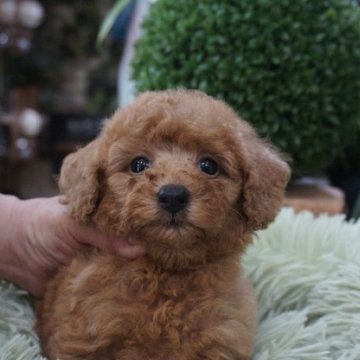トイプードル(タイニー)【京都府・男の子・2025年6月12日・レッド】の写真「プードルレッド可愛い男の子」