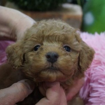 ミックス(トイプードル×ミックス)【京都府・女の子・2025年10月7日・レッド】の写真「可愛いチワプーー女の子」