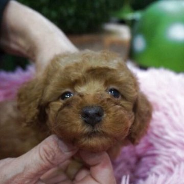 ミックス(トイプードル×ミックス)【京都府・女の子・2025年10月7日・レッド】の写真「可愛いチワプーー女の子」