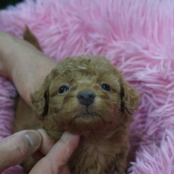 ミックス(トイプードル×ミックス)【京都府・女の子・2025年10月7日・レッド】の写真「可愛いチワプーー女の子」